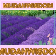 20pcs Lavender seeds Biji lavender薰衣草种子