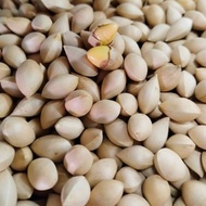 Ginko nut 500 grams ginko biloba/ ginko bean ginko skin Ginkgo Billoba nuts