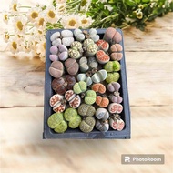 Living Stone / Plants - 20 pcs Lithops twins mix plant (size: 1.2 - 1.5 cm/head) Random on shipment.