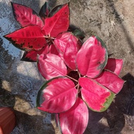 Aglaonema Suksom