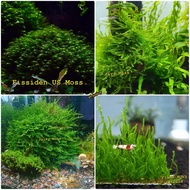 Spiky Moss  Flame Moss  fissiden Moss  Java Moss (สไปร์กี่มอส)(ชวามอส)(เฟรมมอส)(มอสขนนกยูเอส) พันตะแกรงสแตนเลส ตู้ไม้น้ำ ฉลองร้านเปิดใหม่