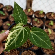 Anthurium Papillilaminum Hybrid variegata