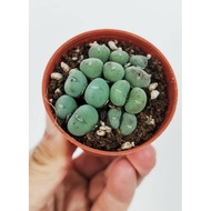 WAF succulent Conophytum Bilobum Subsp Altum 口笛 with 55mm pot direct from Cameron Highlands