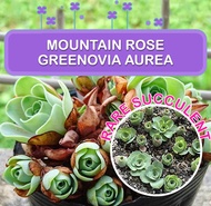 Greenovia Aurea Succulent Seeds / Mountain Rose Succulent Seeds / High Germination Rate