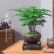 [Premium] Wenzhu Potted Plant Indoor Green Plant Air Purification Flower Small Potted Plant Desktop 