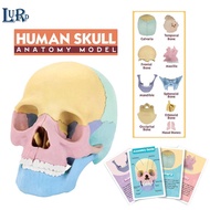 4D Human Skull Model for Students 4D Removable Bone Structure Model for STEM Learning & Medical Stud