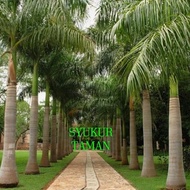 PALEM RAJA / POHON PALM RAJA / TANAMAN PALM RAJA / TANAMAN HIAS