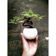 Bonsai Asem Jawa