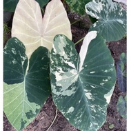 PINK ARMY COLOCASIA 🧑🏼‍✈️