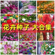 ⑧比🎏【一件代發】重瓣太陽花多年生四季開花波斯菊百日草籽野花卉種子 種籽sjt