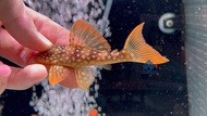 Pleco L014/Live Fish/Pleco/Freshwater/L014 Gold Sunshine 黄金达摩异型/异型鱼/活鱼(Sin Quan Aquaculture Enterpri