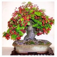 cherry dogwood bonsai tree-Cornus mas seeds