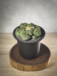 哥斯拉龜甲牡丹 多肉 Ariocarpus fissuratus Godzilla