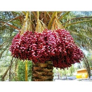 Anak Pokok Kurma Merah