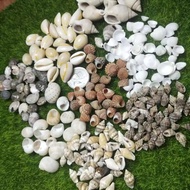 Beach Shells Fillers | Shells resin fillers | Conch shells | BC11220