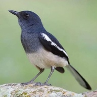 burung kacer betina siapan pilihan