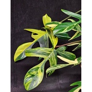 Philodendron florida beauty