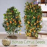 Potted Citrus Seeds Bonsai Seeds for Planting Fruits Vegetable Plants Citrus Tree Plant Seed Dwarf Fruit Plants Fruit Tree Seedlings Balcony Potted Live Plants for Sale Real Plants Gardening Fruit Seeds 40PCS