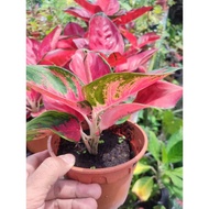 Aglaonema suksom jaipong/aglaonema red