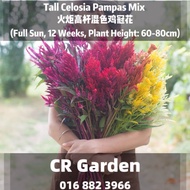 Tall Celosia Pampas Mix 15 Seeds 火炬高杆混色鸡冠花15粒 (Full Sun, 12 Weeks, Plant Height: 60-80cm)