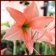 Amaryllis Bulb Plant (Lilies Bulb)