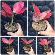 Tanaman Hias Aglaonema RED ANJAMANI Aglonema Sri Rejeki Merah