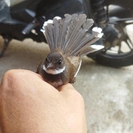 BURUNG SIKATAN KIPAS RAWATAN