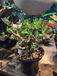 沙漠蘇木 Senna Meridionalis