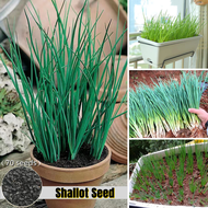 [ปลูกง่ายในประเทศไทย] เมล็ด Allium Giganteum อินทรีย์ 100 เมล็ด หัวหอมสีเขียว เมล็ดปรุงรสสำหรับปลูกผัก ระเบียงบอนไซ เมล็ด Allium Giganteum อินทรีย์ เมล็ด Allium Giganteum อินทรีย์