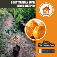 Bibit Tanaman Buah Bibit Jeruk Dekopon