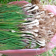 BENIH LOSUN/LOKIO/KUCAI/KUCHAI DAYAK/BAWANG JAMBAK(UNTUK BENIH/DIMAKAN)