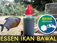 ESSEN IKAN BAWAL TERBAIK UNTUK MANCING IKAN BAWAL