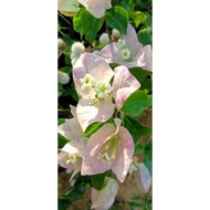 Bunga kertas citra cream keratan/ bougainvillea cuttings