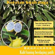 Keratan Buah Naga Kulit Kuning Berdaging Putih Tanaman Buah Naga 黄龙火龙果