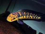 Terlaris!! cana maru ys berkualitas ukuran 5-10cm