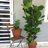 Fiddle fig real plant (pokok hidup)