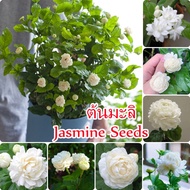 ต้นมะลิ White Jasmine Seeds for Planting (50 ชิ้น/ถุง) เมล็ดดอกไม้ พันธุ์ไม้ดอก บอนสี Flower Seeds G