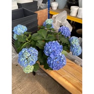 Hydrangea real live plant / pokok siti zubaidah