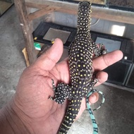 varanus doreanus