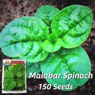 Benih Malabar Spinach Seeds (150 Seeds) Biji Benih Bayam Remayong High Yield Green Leaf Malabar Spin