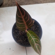 aglaonema red sumatra