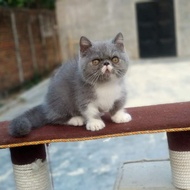 Kucing munchkin pesek cebol / kucing Munchkin peaknose 