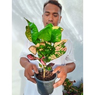 Pokok Puding Thailand ID: Telur Emas Cantik (Rare Item)🔥