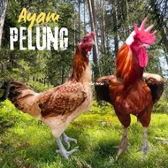 telur ayam pelung jumbo super asli cianjur bisa untuk di tetaskan