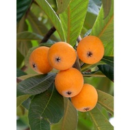 CÂY GIỐNG BIWA GIỐNG MỚI ĐẶC BIỆT (có bảo hành) (mksieko)