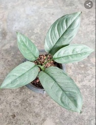 Aglaonema Silver King with FREE plastic pot, pebbles and garden soil (Rare Indoor Plant and 4 Stocks Only)