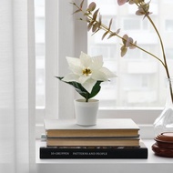 PUTIH White Poinsettia Synthetic Plant FEJKA Decoration Artificial Plant 6cm