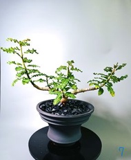 娜娜乳香 / 矮乳香樹 Boswellia nana/ 另售龜甲龍、索馬里葡萄甕、念珠橄欖