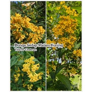 KKB Pokok Sedap Malam Kuning, Night Blooming Jasmine, Raatrani, Yellow Cestrum Nurturnum