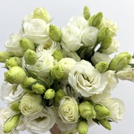 FRESH Flower Eustoma White Lisianthus White
